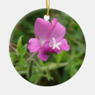 Red Campion Fleur sauvage Ornements