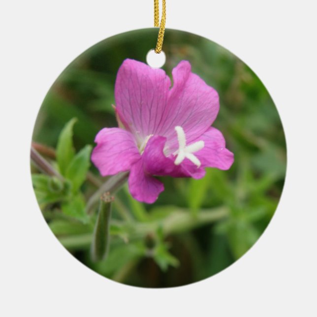 Red Campion Fleur sauvage Ornements (Devant)