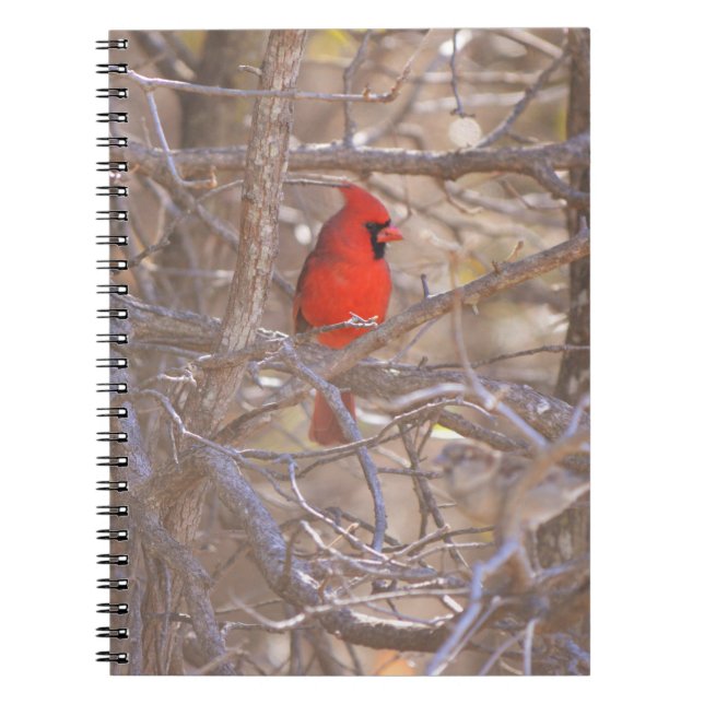Red Cardinal Bird in Tree Carnet Journal (Devant)