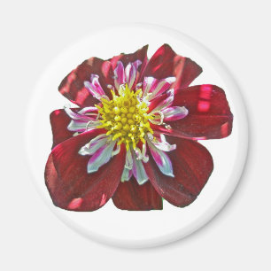 Red Dahlia Magnet