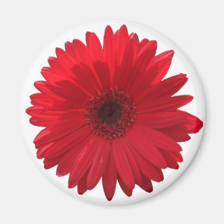 Red Daisy Magnet