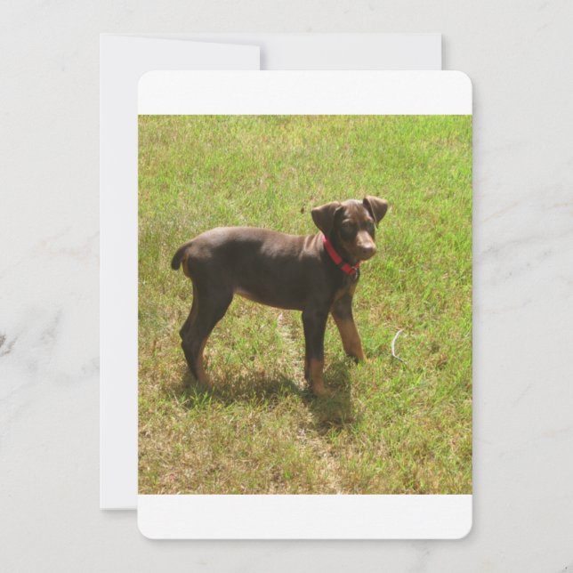 Red_doberman_puppy.png (Devant)