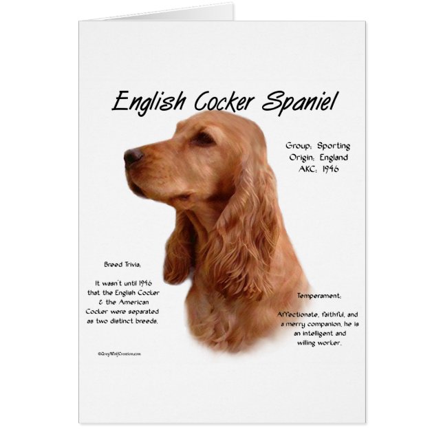 Red English Cocker Histoire de l'Espagne (Devant)