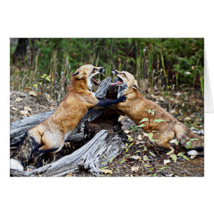 Red Fox - Combat