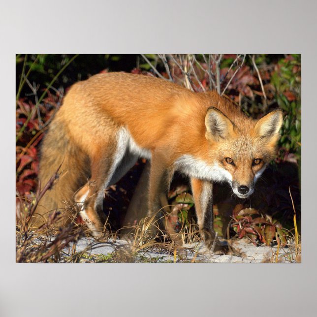 Red Fox Poster (Devant)