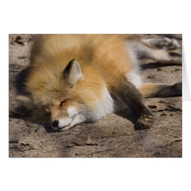 Red Fox Repose (Devant Horizontal)