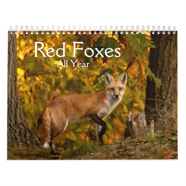 Red Foxes Calendrier de l'année (Protection)