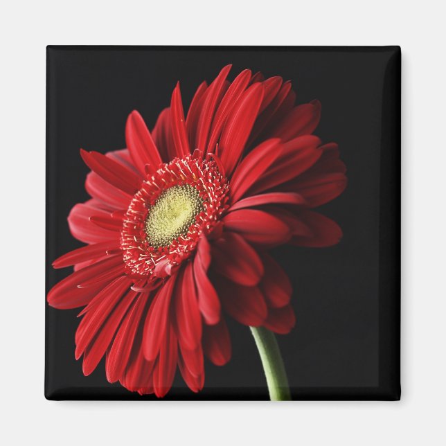 Red Gerber Daisy Magnet Carré (Devant)