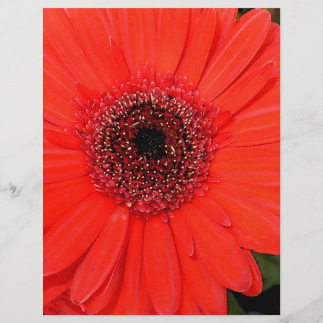Red Gerbera (Devant)