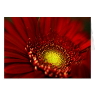Red Gerbera Daisy