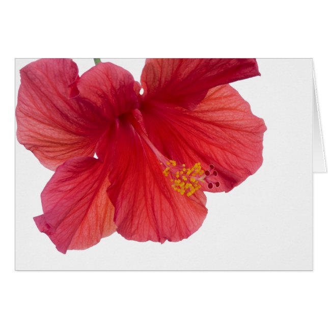 Red Hibiscus (Devant horizontal)