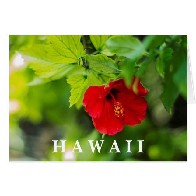 Red Hibiscus Hawaii Tropical Flower (Devant horizontal)