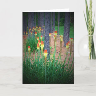 Red Hot Pokers, carte