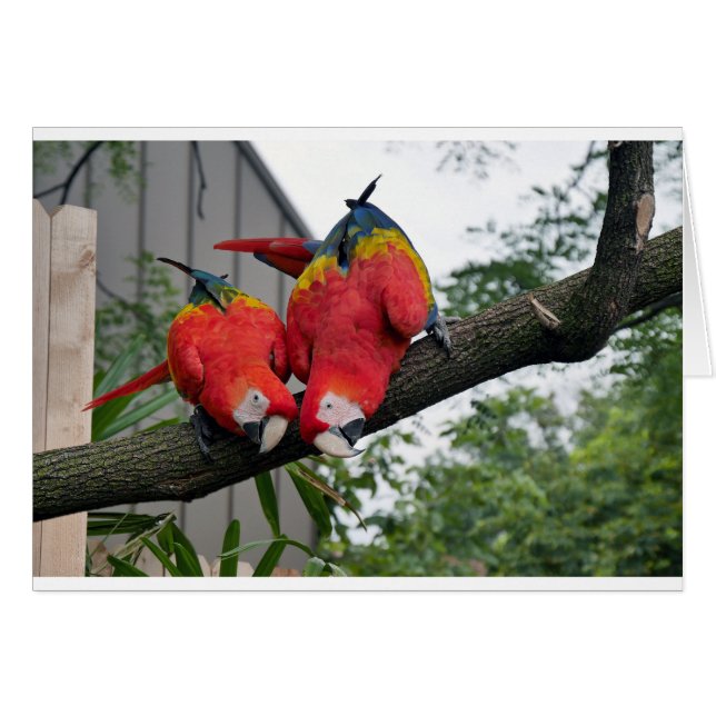 Red Macaws 1.JPG (Devant horizontal)