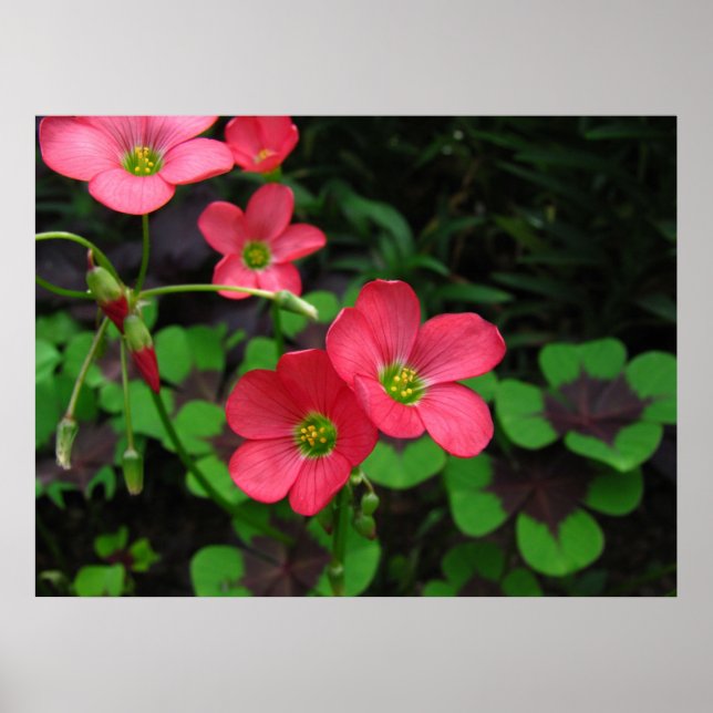 Red Oxalis ~ impression (Devant)