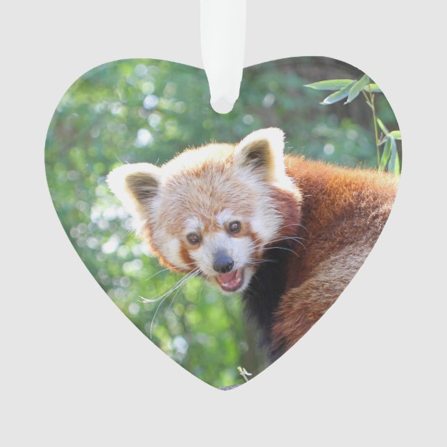 Red_Panda_2015_0306 (devant)