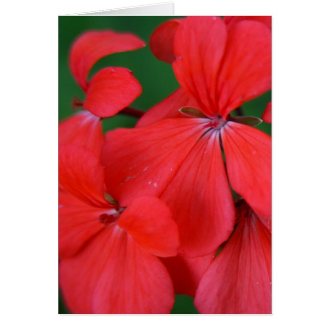 red petals (Devant)