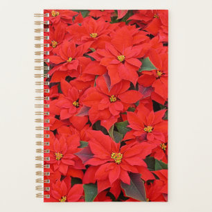 Red Poinsettias I Christmas Holiday Floral Photo