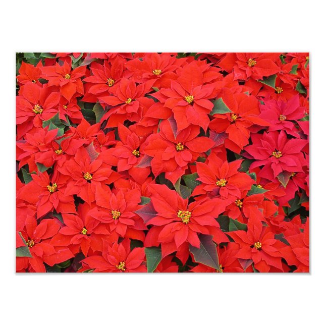 Red Poinsettias I Christmas Holiday Floral Photo (Devant)