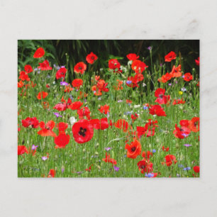 Red Poppies Champ DO-IT-YOURSELF carte postale