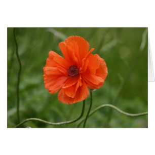 Red Poppy
