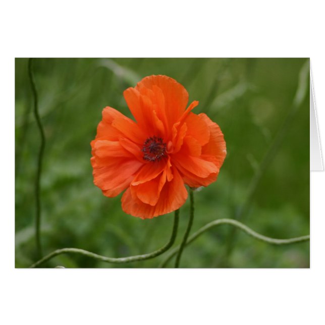 Red Poppy (Devant horizontal)