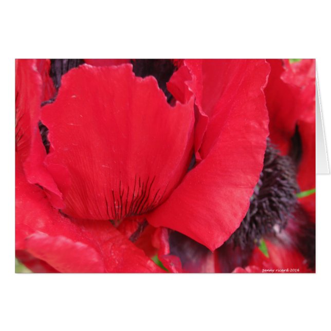 Red Poppy (Devant horizontal)