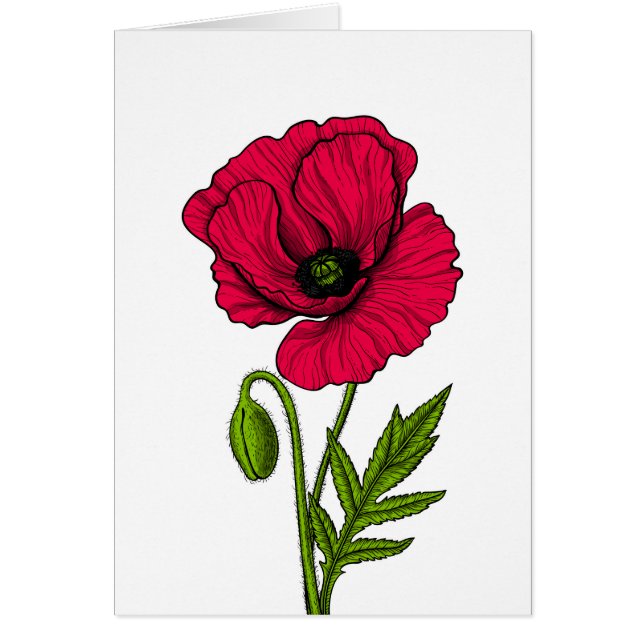 Red poppy drawing (Devant)