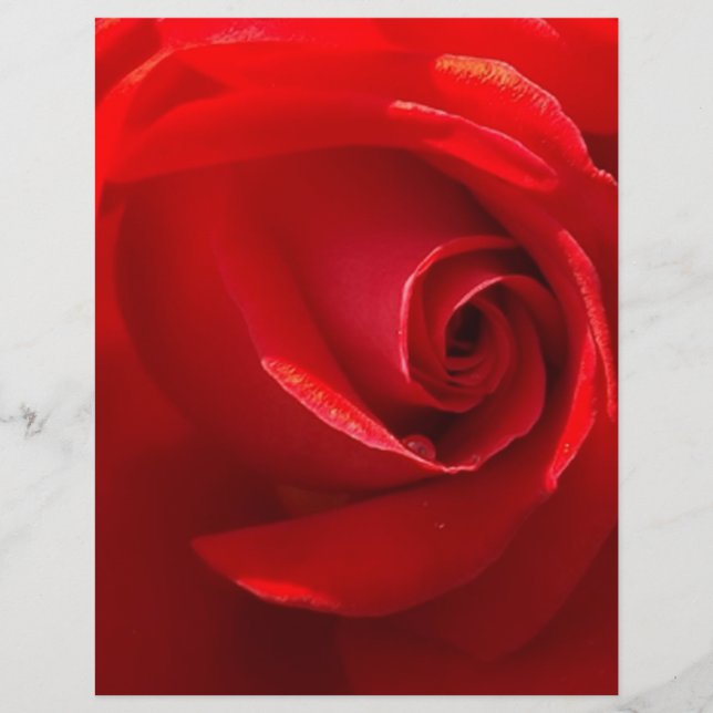 Red-Rose-3.jpg (Devant)