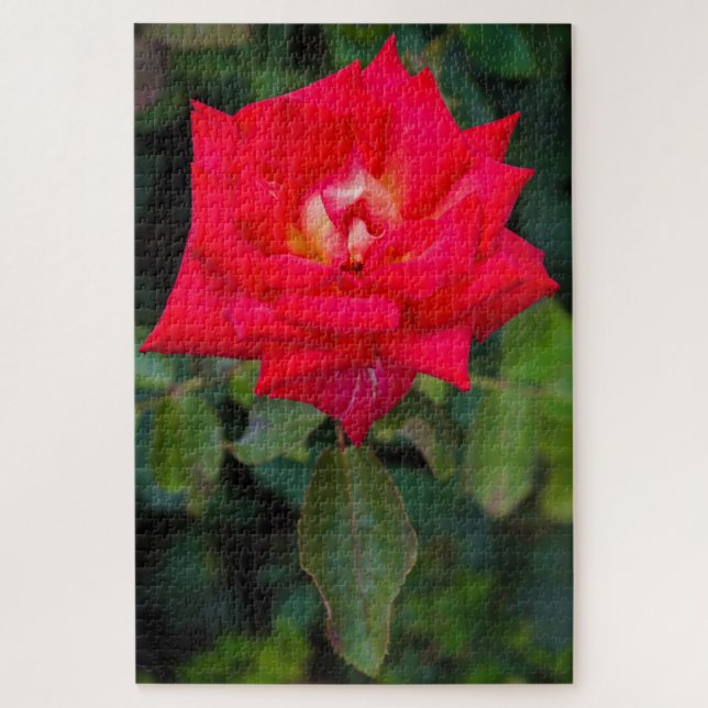 Red Rose Photo Puzzle (Vertical)
