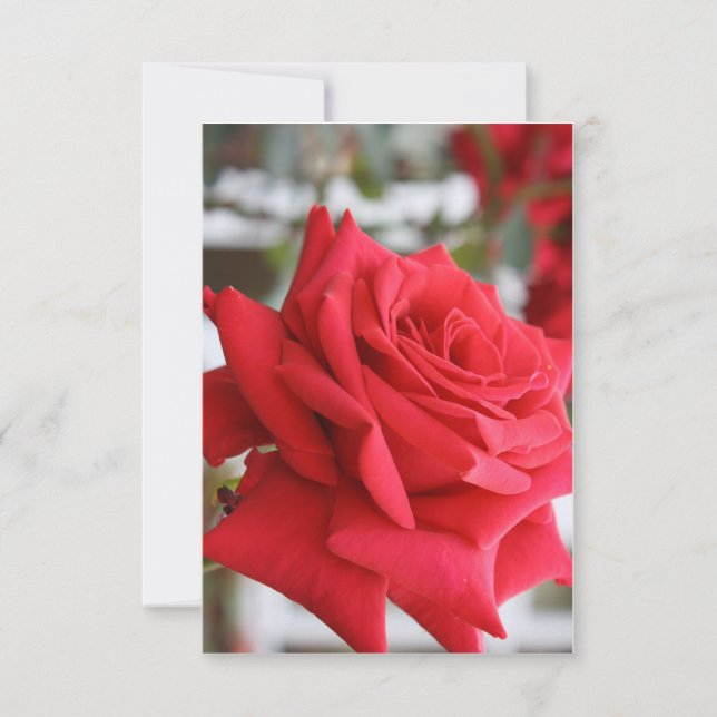 Red Rose Scottish Birthday Card Poem (Devant)