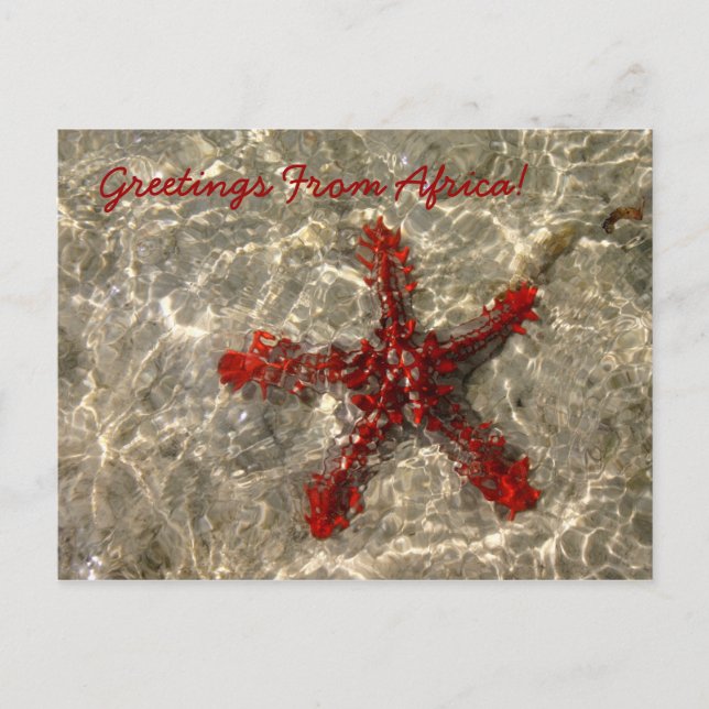 Red Sea Star - Carte postale (Devant)