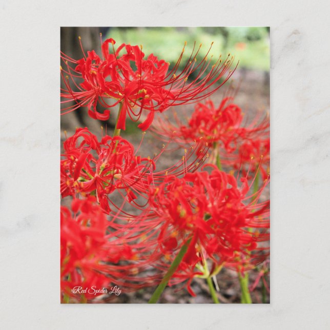 Red Spider Lily : Carte postale (Devant)