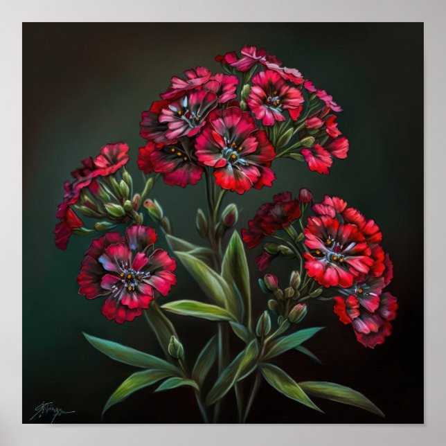 Red Sweet William Flower Art Print Poster (Devant)