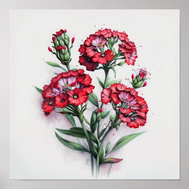 Red Sweet William Flower Art Print Poster (Devant)