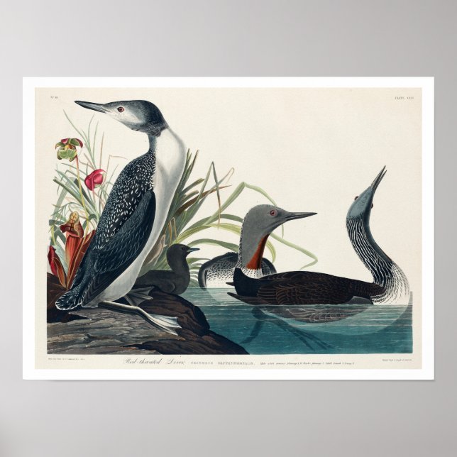 Red-Throated Diver by Audubon Poster (Devant)