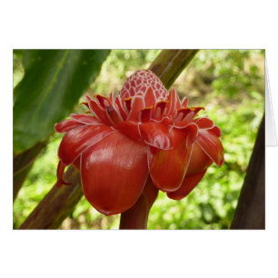 Red Torch Ginger Tropical Flower Photographie