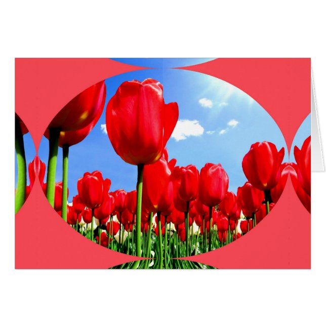 Red Tulip Delft (Devant horizontal)