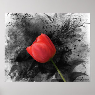 Red Tulip Poster