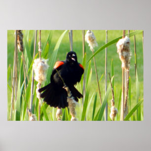 Red Wing Blackbird on Reeds Poster