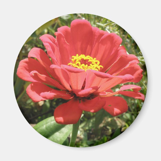 Red Zinnia Magnet (Devant)