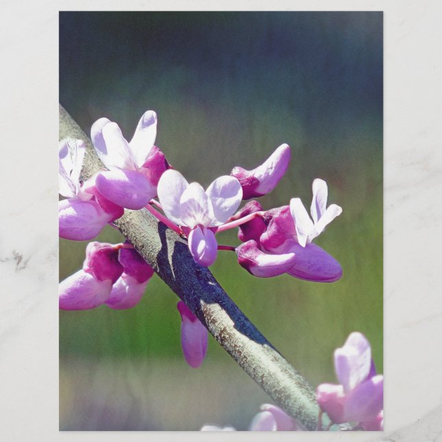 RedBud (Devant)