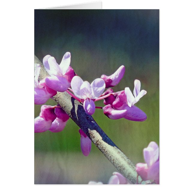 RedBud (Devant)