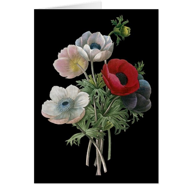 Redoute: Anemone, 1833 (Devant)