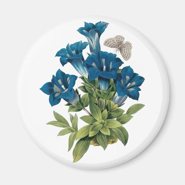 Redoute Blue Flower Magnet (Devant)
