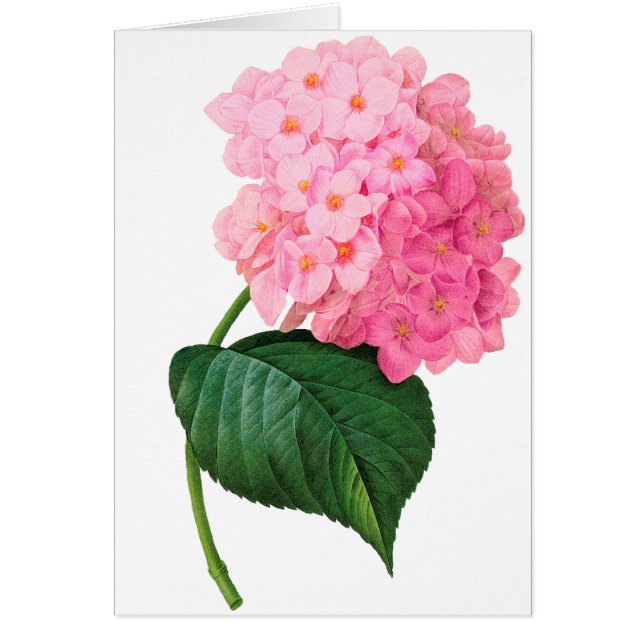 Redoute Pink Hydrangea (Devant)