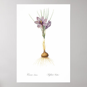REDOUTÉ POSTER vintage BOTANIQUE "CROCUS"