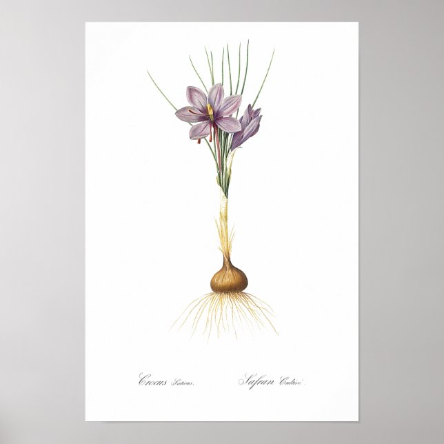 REDOUTÉ POSTER vintage BOTANIQUE "CROCUS" (Devant)