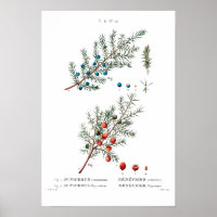 REDOUTÉ POSTER vintage BOTANIQUE "JUNIPER"