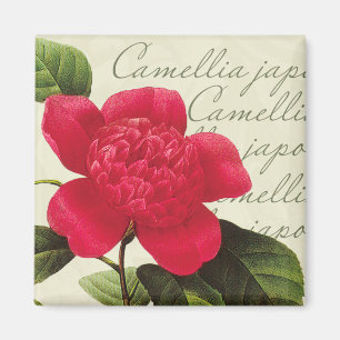 Redoute Red Camellia Botanique Imprimer Magnet Car